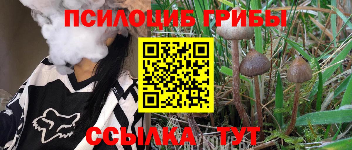 Галлюциногенные грибы Psilocybe Обнинск
